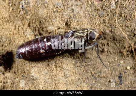 Kraut-Wurzel fliegen Delia Radicum Erwachsene aus ihrer Puppe Stockfoto