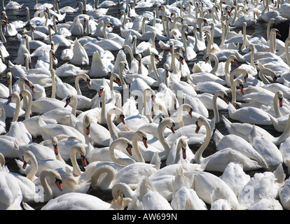 Höckerschwäne am Abbotsbury Swannery, Dorset Stockfoto