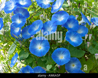 Mexikanische morning glory (ipomoea tricolor) Stockfoto