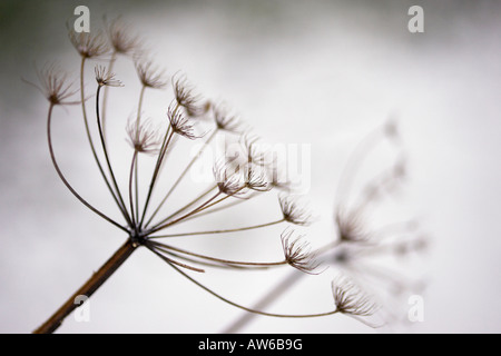 Kuh Petersilie Anthriscus sylvestris Stockfoto