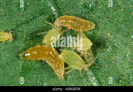 Räuberische Midge Aphidoletes Aphidimyza Blattlaus Raubtier mit Blattläuse Beute Stockfoto