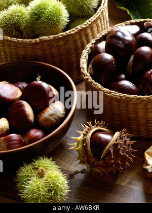 Edelkastanie (Castanea sativa) und gemeinsame Rosskastanie (Aesculus hippocastanum) Stockfoto