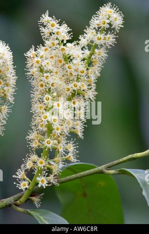 Blumen Lorbeer Laurus nobilis Stockfoto