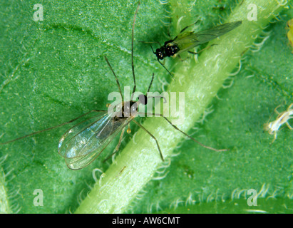 Räuberische Midge Aphidoletes Aphidimyza eines Erwachsenen Mücke auf einem Blatt mit einem alate Blattlaus Stockfoto