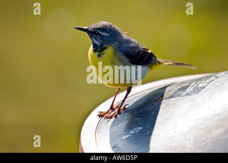 Graue Bachstelze [Motacilla Cinera] Vogel Stockfoto