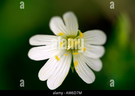 Größere Stitchwort Blume Stellaria holostea Stockfoto
