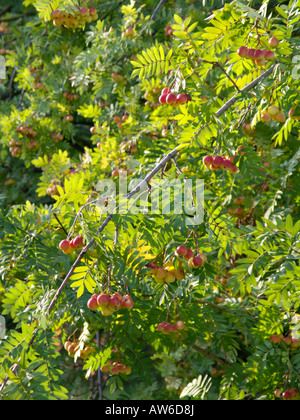 Service Baum (sorbus domestica) Stockfoto