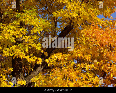 Sassafras albidum Stockfoto