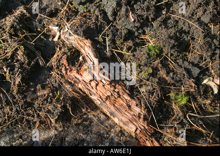 Torf-Einlagen bei 1800 Füße auf Stahl fiel im Lake District, mit erhaltenen Wald Ablagerungen in ihnen aus wärmeren Zeiten Stockfoto