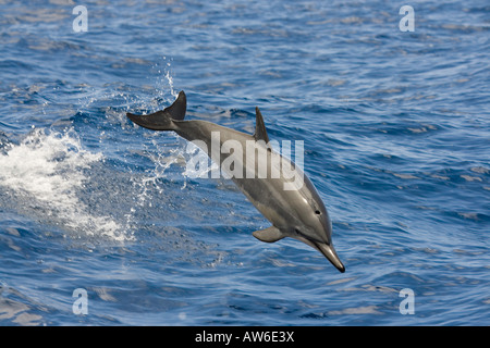 Ein Spinner-Delphin, Stenella Longirostris, springt von einer Welle in der Pacific Air, Hawaii. Stockfoto