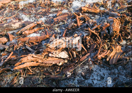 Torf-Einlagen bei 1800 Füße auf Stahl fiel im Lake District, mit erhaltenen Wald Ablagerungen in ihnen aus wärmeren Zeiten Stockfoto