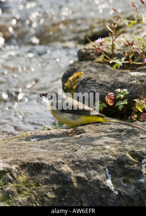 Graue Bachstelze [Motacilla Cinera] Vogel essen Insekten Stockfoto