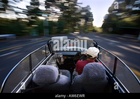 ein Mann und ein Standard Schnauzer Hund eine Fahrt in einem 1979 VW Käfer, Fehler mit dem Hintergrund verwischt. Stockfoto