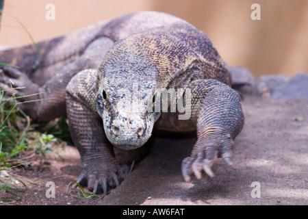 Der Komodowaran Varanus Komodoensis, ist die größte lebende Echse der Welt, Indonesien. Stockfoto