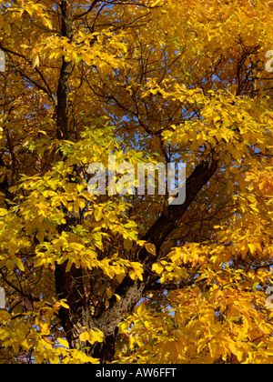 Sassafras albidum Stockfoto