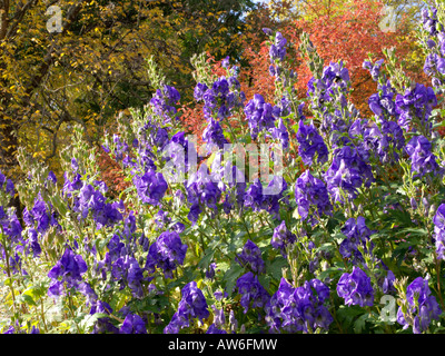 Der carmichael Eisenhut (aconitum carmichaelii 'arendsii' syn. aconitum Arendsii) Stockfoto