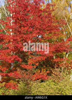 Eiche (Quercus) Stockfoto