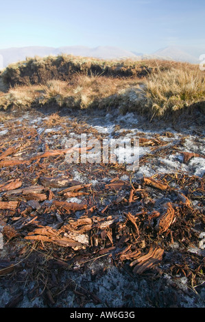 Torf-Einlagen bei 1800 Füße auf Stahl fiel im Lake District, mit erhaltenen Wald Ablagerungen in ihnen aus wärmeren Zeiten Stockfoto