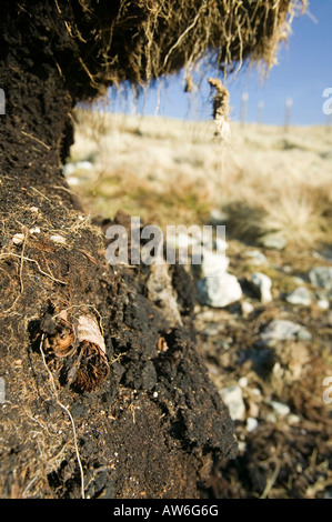 Torf-Einlagen bei 1800 Füße auf Stahl fiel im Lake District, mit erhaltenen Wald Ablagerungen in ihnen aus wärmeren Zeiten Stockfoto