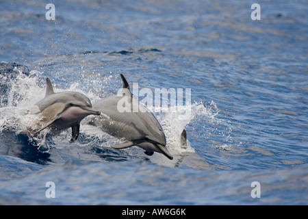 Spinner-Delphin, Stenella Longirostris, springen in die Luft, Hawaii. Stockfoto