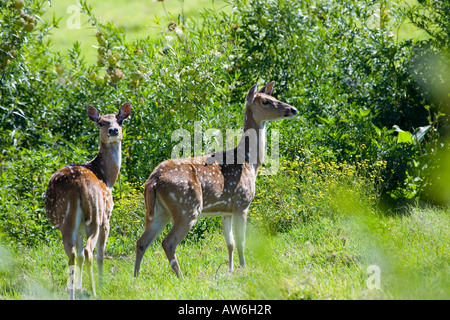 Verwilderte Axishirsche, Achse Achse, Maui, Hawaii. Stockfoto