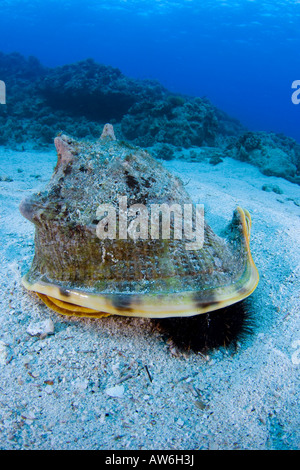 Diese gehörnten Helmschale, Cassis Cornuta, ist erfassen ein Seeigel, die es auf Hawaii Speisen wird abgebildet. Stockfoto