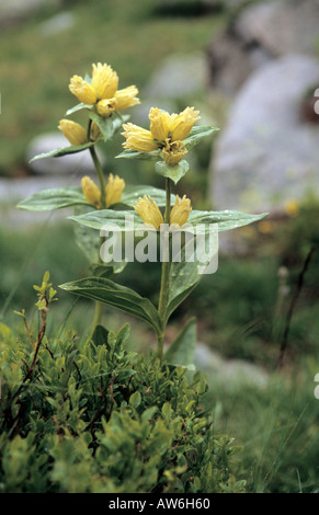 Gefleckter Enzian Gentiana Trommler Blumen im Nationalpark Pirin Bulgarien Stockfoto