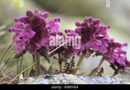 Nahaufnahme der quirlige Läusekräuter Pedicularis Verticillata Blumen im Nationalpark Pirin Bulgarien Stockfoto