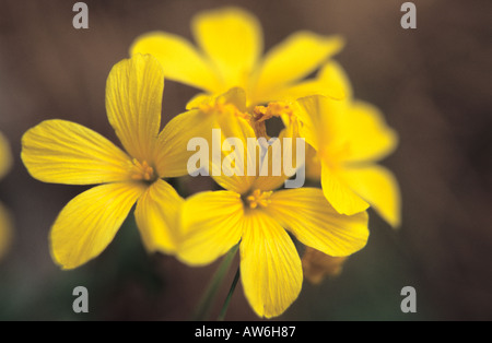 Nahaufnahme des gelben Flachs Linum Flavum Blumen im Nationalpark Pirin Bulgarien Stockfoto