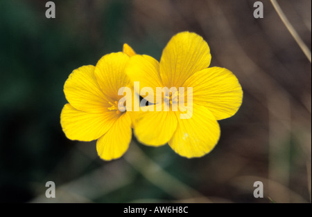 Nahaufnahme des gelben Flachs Linum Flavum Blumen im Nationalpark Pirin Bulgarien Stockfoto