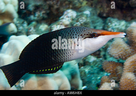 Dies ist die erste weibliche Phase von der Vogel-Lippfisch Gomphosus Varius, Hawaii. Stockfoto