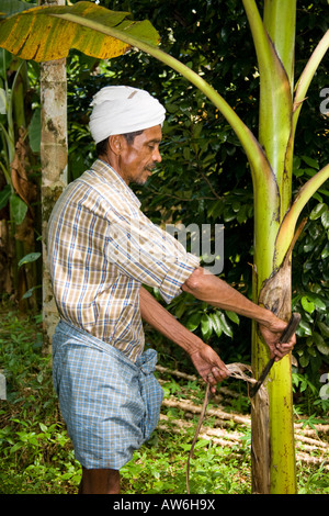 Landarbeiter schneiden Tote Blätter von einem Baum in Plantage, Mundackal Estate, Kothamangalam, Kerala, Indien Stockfoto