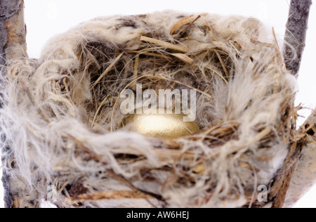 Goldenes Ei in einem nest Stockfoto