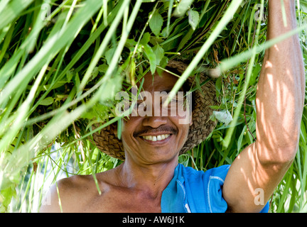 Lokale balinesischen Mann mit Schilf und Reis Sämlinge auf seinem Kopf Ubud Bali Indonesien Stockfoto