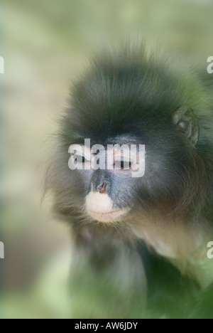 War Phayrei Phayre Leaf Monkey Trachypithecus oder Phayre Languren Presbytis phayrei Stockfoto