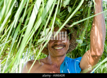 Balenese Mann mit Schilf und Reis Sämlinge auf seinem Kopf Ubud Bali Indonesien Stockfoto