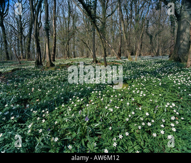 BUSCHWINDRÖSCHEN BLUMEN UND MOOS AUF DEN FELSEN IM WALD WYE VALLEY FOREST OF DEAN GLOUCESTERSHIRE UK Stockfoto