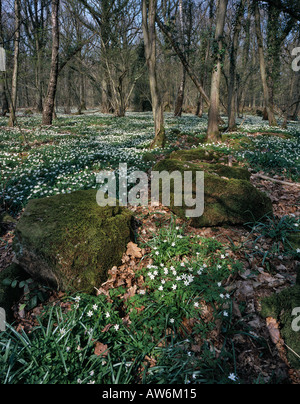 BUSCHWINDRÖSCHEN BLUMEN UND MOOS AUF DEN FELSEN IM WALD WYE VALLEY FOREST OF DEAN GLOUCESTERSHIRE UK Stockfoto