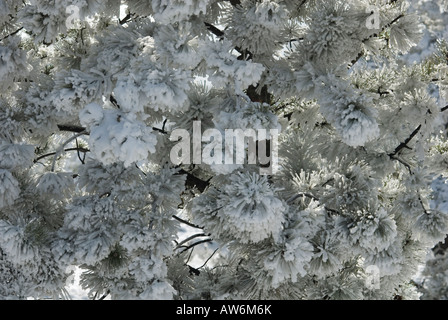 Ponderosa Pine nach Winter Schneefall Colorado Stockfoto