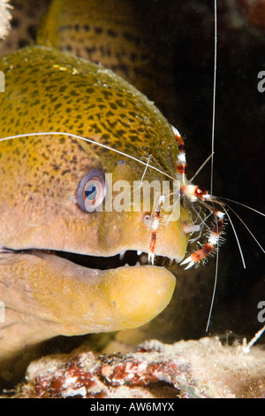 Gebänderte Boxer Garnelen, Stenopus Hispidus, auf eine riesige Muräne Gymnothorax Javanicus, Yap, Mikronesien. Stockfoto