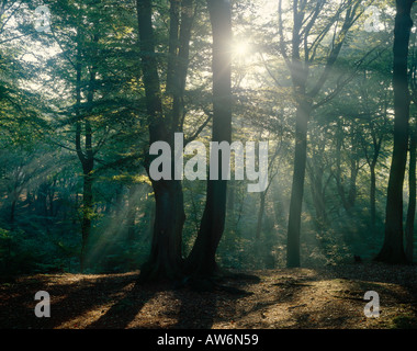 Sonnenlicht durch Buche Bäume Epping Forest Essex Stockfoto