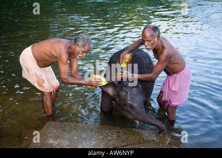 Mahouts waschen Elefant, in der Nähe von Kodanad Elephant Training Centre, Perumbavoor, Distrikt Ernakulam, Kerala, Indien Stockfoto