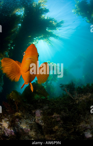 Garibaldi, Hypsypops Rubicundus, in einem Wald aus riesigen Seetang, Macrocystis Pyrifera, Catalina Island, Kalifornien, USA. Stockfoto