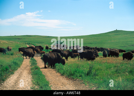 Eine Bison-Herde übernimmt die Straße am großen Becken Prairie bewahren im südwestlichen Kansas. Stockfoto