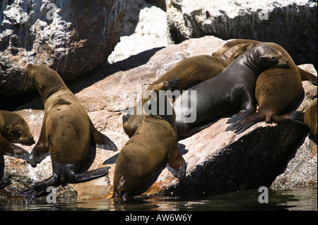 Seelöwen in der Nähe von der Küstenwache Pier Monterey Bay, Kalifornien, USA Stockfoto