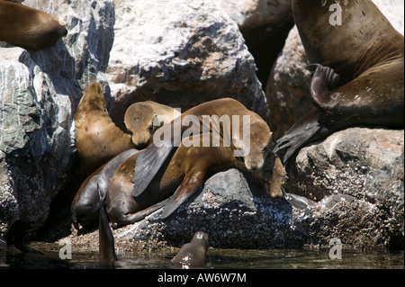 Seelöwen in der Nähe von der Küstenwache Pier Monterey Bay, Kalifornien, USA Stockfoto