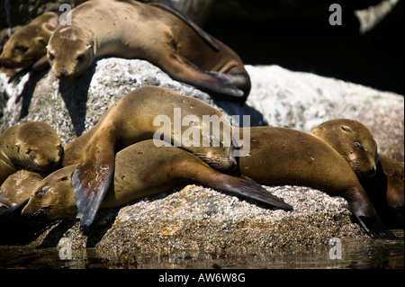 Seelöwen in der Nähe von der Küstenwache Pier Monterey Bay, Kalifornien, USA Stockfoto