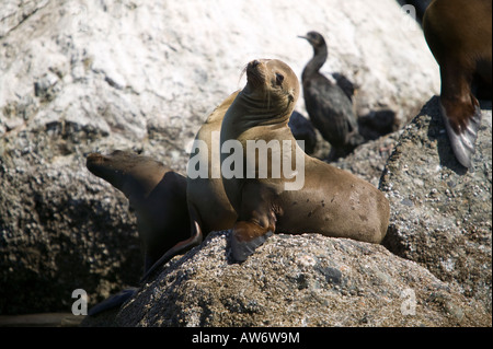 Seelöwen in der Nähe von der Küstenwache Pier Monterey Bay, Kalifornien, USA Stockfoto