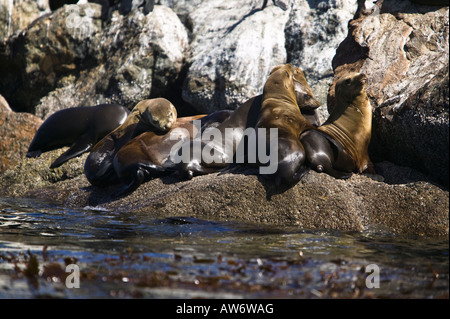 Seelöwen in der Nähe von der Küstenwache Pier Monterey Bay, Kalifornien, USA Stockfoto