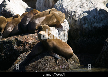 Seelöwen in der Nähe von der Küstenwache Pier Monterey Bay, Kalifornien, USA Stockfoto